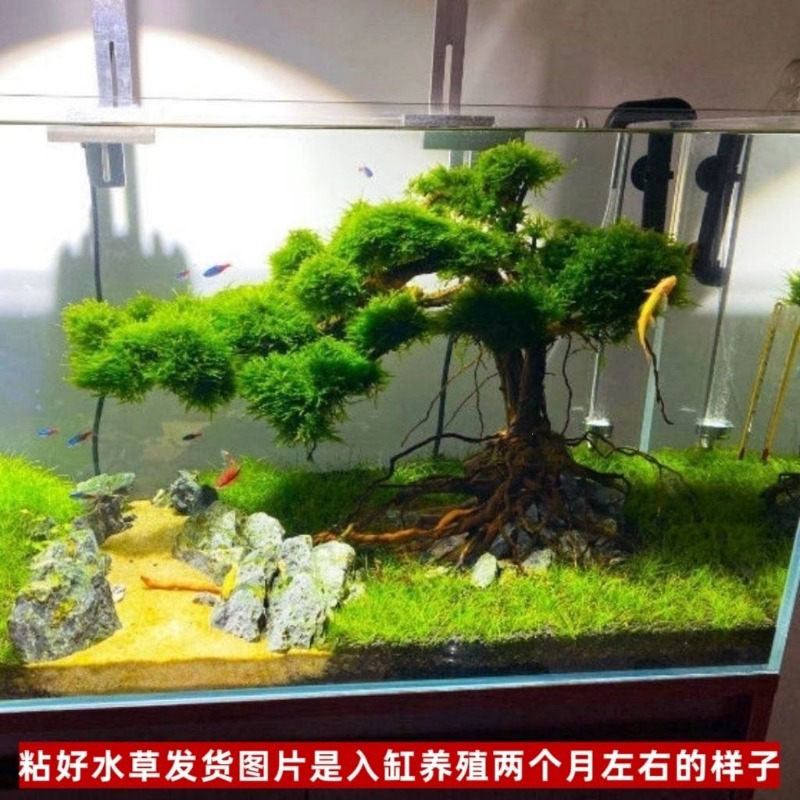 Professional Eco-Friendly Wood - Resin Art With Wood recension och pris