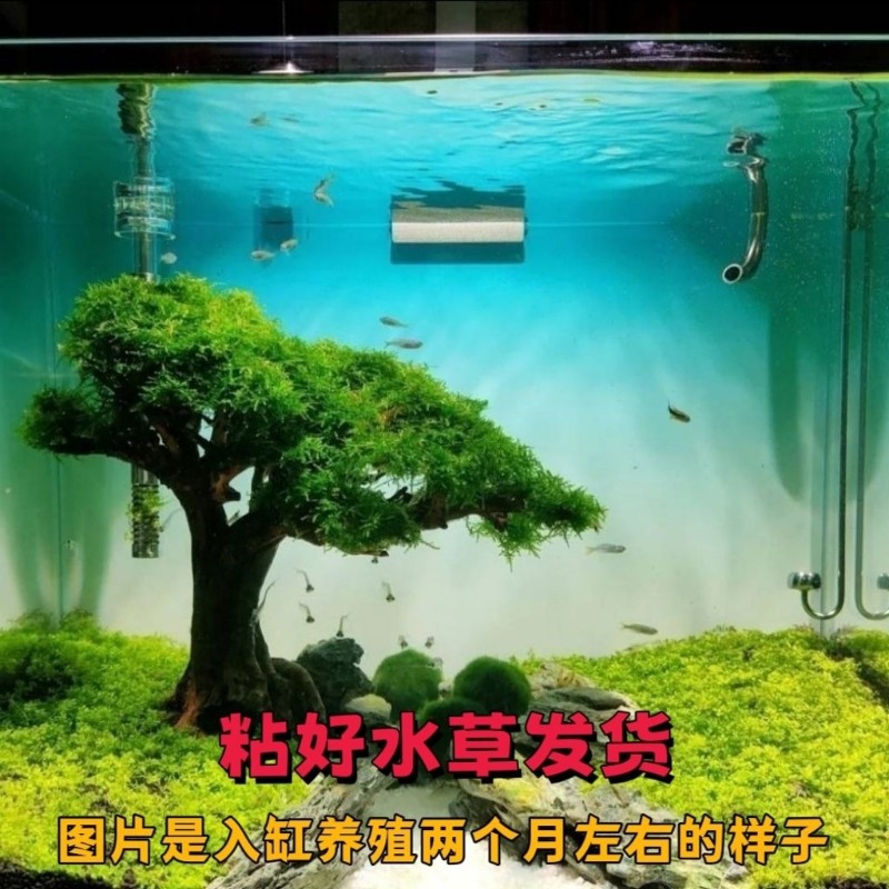 Professional Eco-Friendly Wood - Resin Art With Wood recension och pris