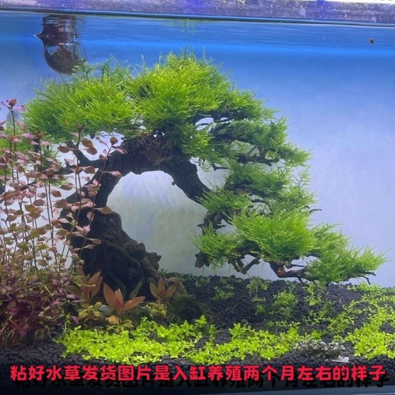 Professional Eco-Friendly Wood - Resin Art With Wood recension och pris